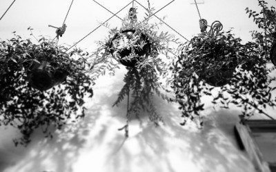 Smoothie proteico de melancia